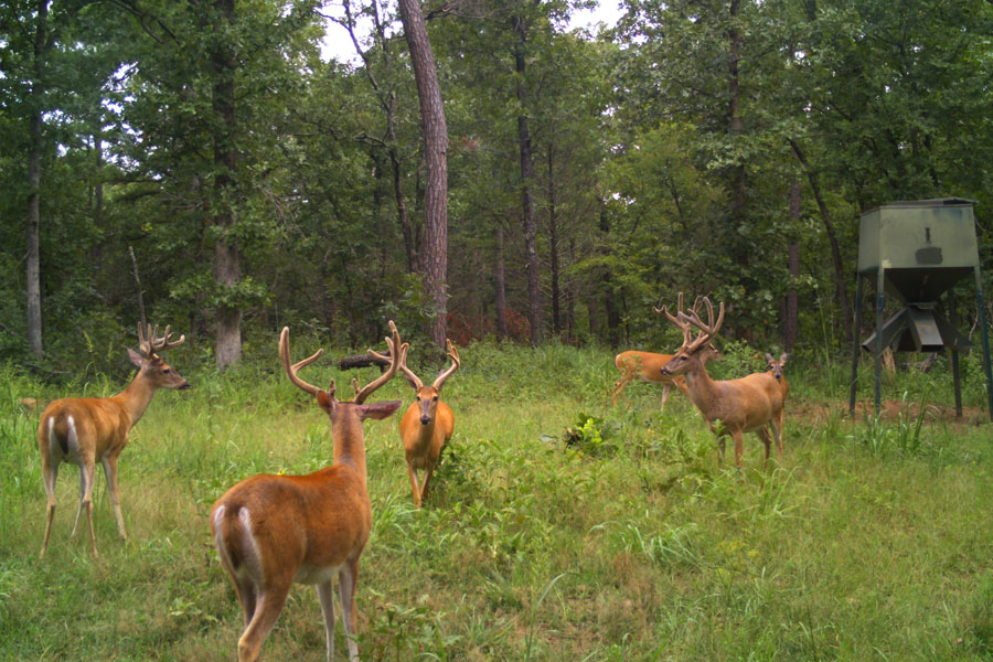 Photo of game at Hornback Creek Ranch