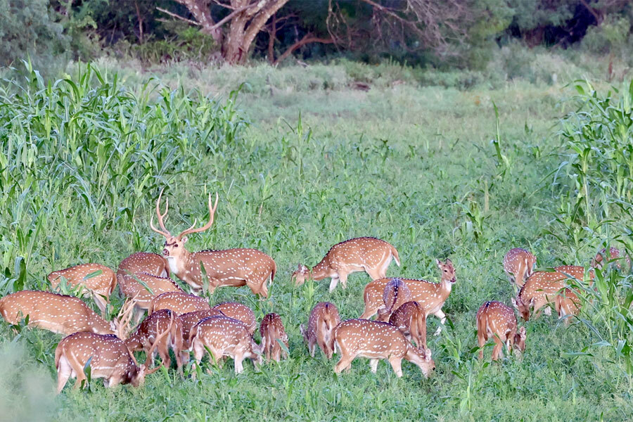 Featured image of El Chital Ranch